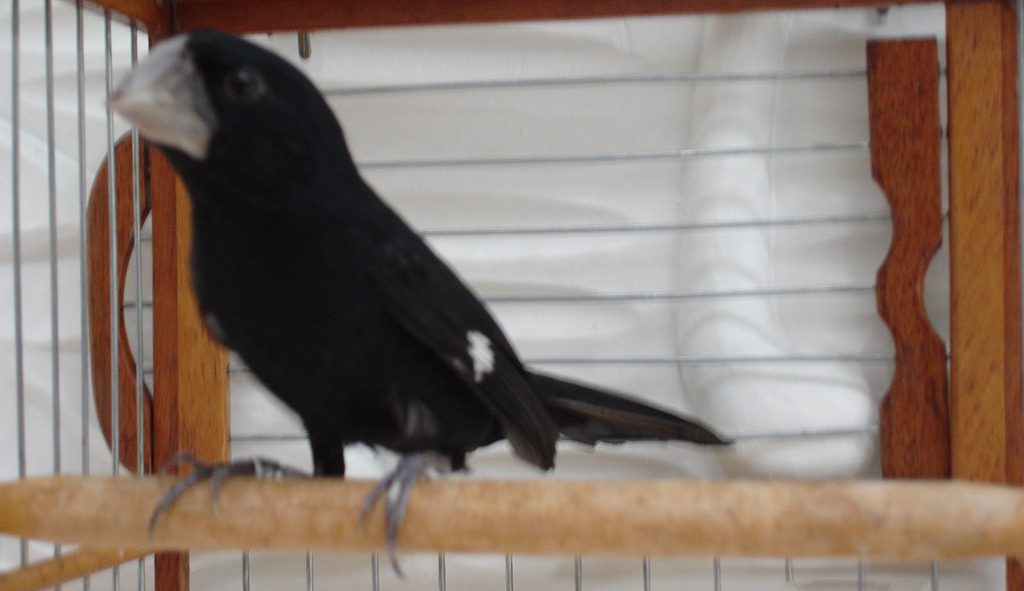 Bicudo