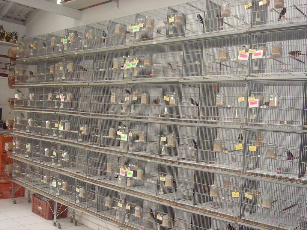 Criação de Pássaros